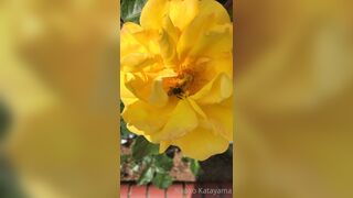 [28] Rikakodesu (Rikako Katayama aka katayama_rikako) OnlyFans Leaks your Enchanting Tokyo Japanese Muse