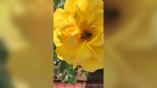 [28] Rikakodesu (Rikako Katayama aka katayama_rikako) OnlyFans Leaks your Enchanting Tokyo Japanese Muse