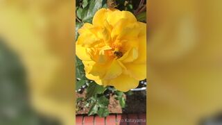 [28] Rikakodesu (Rikako Katayama aka katayama_rikako) OnlyFans Leaks your Enchanting Tokyo Japanese Muse