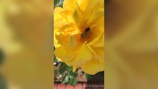 [28] Rikakodesu (Rikako Katayama aka katayama_rikako) OnlyFans Leaks your Enchanting Tokyo Japanese Muse