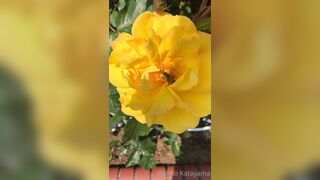 [28] Rikakodesu (Rikako Katayama aka katayama_rikako) OnlyFans Leaks your Enchanting Tokyo Japanese Muse