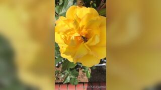 [28] Rikakodesu (Rikako Katayama aka katayama_rikako) OnlyFans Leaks your Enchanting Tokyo Japanese Muse