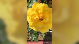 [28] Rikakodesu (Rikako Katayama aka katayama_rikako) OnlyFans Leaks your Enchanting Tokyo Japanese Muse