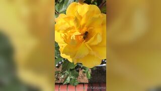 [28] Rikakodesu (Rikako Katayama aka katayama_rikako) OnlyFans Leaks your Enchanting Tokyo Japanese Muse