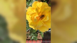 [28] Rikakodesu (Rikako Katayama aka katayama_rikako) OnlyFans Leaks your Enchanting Tokyo Japanese Muse