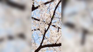 [294] Rikakodesu (Rikako Katayama aka katayama_rikako) OnlyFans Leaks your Enchanting Tokyo Japanese Muse