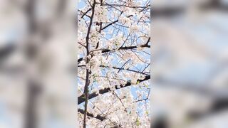 [294] Rikakodesu (Rikako Katayama aka katayama_rikako) OnlyFans Leaks your Enchanting Tokyo Japanese Muse