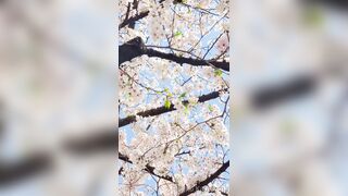 [294] Rikakodesu (Rikako Katayama aka katayama_rikako) OnlyFans Leaks your Enchanting Tokyo Japanese Muse