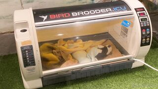 [370] Rikakodesu (Rikako Katayama aka katayama_rikako) OnlyFans Leaks your Enchanting Tokyo Japanese Muse