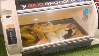 [370] Rikakodesu (Rikako Katayama aka katayama_rikako) OnlyFans Leaks your Enchanting Tokyo Japanese Muse