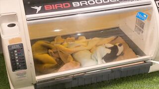 [370] Rikakodesu (Rikako Katayama aka katayama_rikako) OnlyFans Leaks your Enchanting Tokyo Japanese Muse