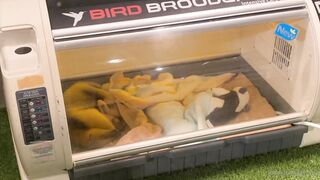 [370] Rikakodesu (Rikako Katayama aka katayama_rikako) OnlyFans Leaks your Enchanting Tokyo Japanese Muse