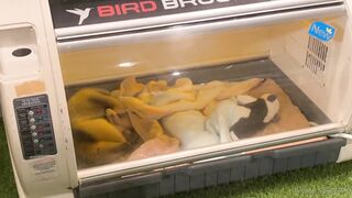 [370] Rikakodesu (Rikako Katayama aka katayama_rikako) OnlyFans Leaks your Enchanting Tokyo Japanese Muse