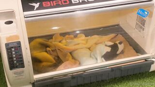 [370] Rikakodesu (Rikako Katayama aka katayama_rikako) OnlyFans Leaks your Enchanting Tokyo Japanese Muse