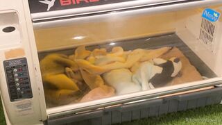 [370] Rikakodesu (Rikako Katayama aka katayama_rikako) OnlyFans Leaks your Enchanting Tokyo Japanese Muse