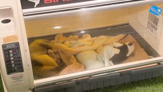 [370] Rikakodesu (Rikako Katayama aka katayama_rikako) OnlyFans Leaks your Enchanting Tokyo Japanese Muse