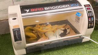 [370] Rikakodesu (Rikako Katayama aka katayama_rikako) OnlyFans Leaks your Enchanting Tokyo Japanese Muse