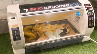 [370] Rikakodesu (Rikako Katayama aka katayama_rikako) OnlyFans Leaks your Enchanting Tokyo Japanese Muse