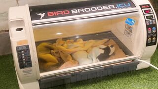 [370] Rikakodesu (Rikako Katayama aka katayama_rikako) OnlyFans Leaks your Enchanting Tokyo Japanese Muse