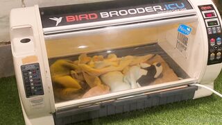 [370] Rikakodesu (Rikako Katayama aka katayama_rikako) OnlyFans Leaks your Enchanting Tokyo Japanese Muse