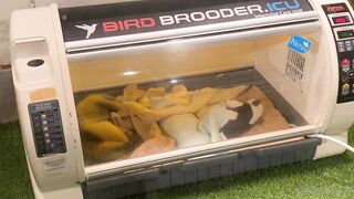 [370] Rikakodesu (Rikako Katayama aka katayama_rikako) OnlyFans Leaks your Enchanting Tokyo Japanese Muse