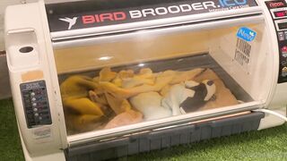 [370] Rikakodesu (Rikako Katayama aka katayama_rikako) OnlyFans Leaks your Enchanting Tokyo Japanese Muse