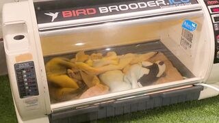 [370] Rikakodesu (Rikako Katayama aka katayama_rikako) OnlyFans Leaks your Enchanting Tokyo Japanese Muse