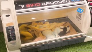 [370] Rikakodesu (Rikako Katayama aka katayama_rikako) OnlyFans Leaks your Enchanting Tokyo Japanese Muse