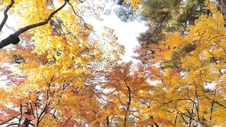 [392] Rikakodesu (Rikako Katayama aka katayama_rikako) OnlyFans Leaks your Enchanting Tokyo Japanese Muse