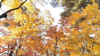 [392] Rikakodesu (Rikako Katayama aka katayama_rikako) OnlyFans Leaks your Enchanting Tokyo Japanese Muse