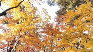 [392] Rikakodesu (Rikako Katayama aka katayama_rikako) OnlyFans Leaks your Enchanting Tokyo Japanese Muse