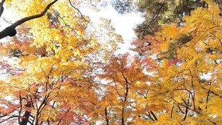 [392] Rikakodesu (Rikako Katayama aka katayama_rikako) OnlyFans Leaks your Enchanting Tokyo Japanese Muse