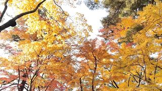 [392] Rikakodesu (Rikako Katayama aka katayama_rikako) OnlyFans Leaks your Enchanting Tokyo Japanese Muse