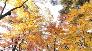 [392] Rikakodesu (Rikako Katayama aka katayama_rikako) OnlyFans Leaks your Enchanting Tokyo Japanese Muse