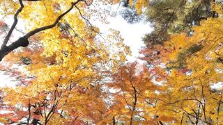 [392] Rikakodesu (Rikako Katayama aka katayama_rikako) OnlyFans Leaks your Enchanting Tokyo Japanese Muse