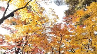 [392] Rikakodesu (Rikako Katayama aka katayama_rikako) OnlyFans Leaks your Enchanting Tokyo Japanese Muse