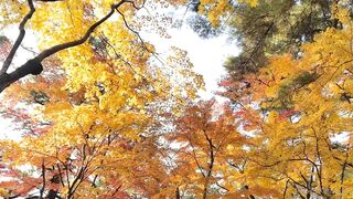 [392] Rikakodesu (Rikako Katayama aka katayama_rikako) OnlyFans Leaks your Enchanting Tokyo Japanese Muse