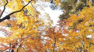 [392] Rikakodesu (Rikako Katayama aka katayama_rikako) OnlyFans Leaks your Enchanting Tokyo Japanese Muse