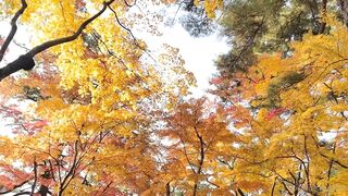 [392] Rikakodesu (Rikako Katayama aka katayama_rikako) OnlyFans Leaks your Enchanting Tokyo Japanese Muse