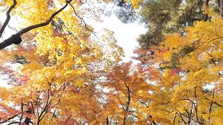 [392] Rikakodesu (Rikako Katayama aka katayama_rikako) OnlyFans Leaks your Enchanting Tokyo Japanese Muse