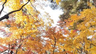 [392] Rikakodesu (Rikako Katayama aka katayama_rikako) OnlyFans Leaks your Enchanting Tokyo Japanese Muse