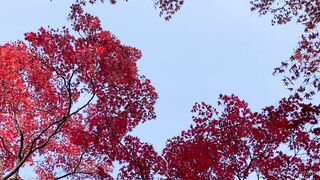 [393] Rikakodesu (Rikako Katayama aka katayama_rikako) OnlyFans Leaks your Enchanting Tokyo Japanese Muse