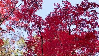 [393] Rikakodesu (Rikako Katayama aka katayama_rikako) OnlyFans Leaks your Enchanting Tokyo Japanese Muse