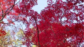 [393] Rikakodesu (Rikako Katayama aka katayama_rikako) OnlyFans Leaks your Enchanting Tokyo Japanese Muse