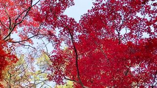 [393] Rikakodesu (Rikako Katayama aka katayama_rikako) OnlyFans Leaks your Enchanting Tokyo Japanese Muse