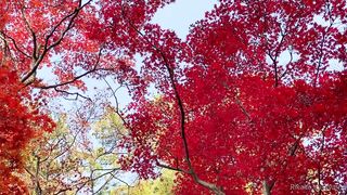 [393] Rikakodesu (Rikako Katayama aka katayama_rikako) OnlyFans Leaks your Enchanting Tokyo Japanese Muse