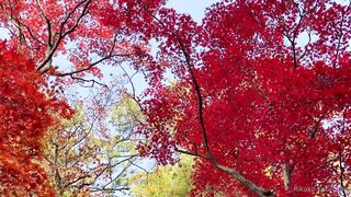 [393] Rikakodesu (Rikako Katayama aka katayama_rikako) OnlyFans Leaks your Enchanting Tokyo Japanese Muse