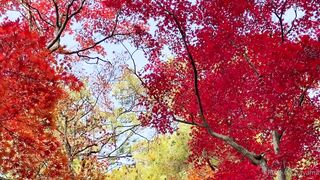 [393] Rikakodesu (Rikako Katayama aka katayama_rikako) OnlyFans Leaks your Enchanting Tokyo Japanese Muse