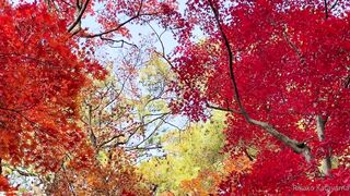 [393] Rikakodesu (Rikako Katayama aka katayama_rikako) OnlyFans Leaks your Enchanting Tokyo Japanese Muse