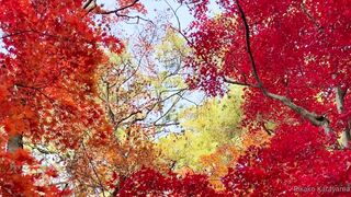 [393] Rikakodesu (Rikako Katayama aka katayama_rikako) OnlyFans Leaks your Enchanting Tokyo Japanese Muse